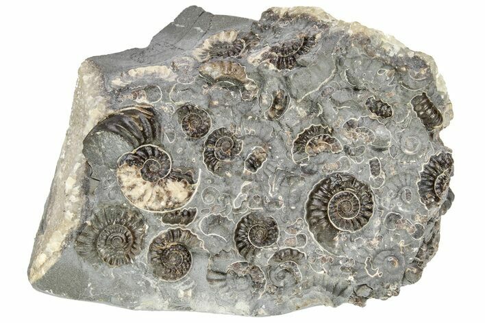 Ammonite (Promicroceras) Cluster - Marston Magna, England #216613